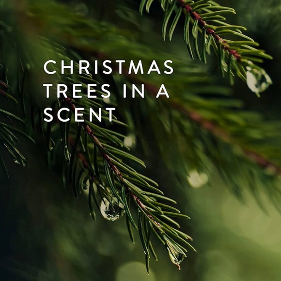 Thymes Frasier Fir Candle - Tin - Pine Needle Design (6.5 oz) (No Lid) - Picture 3 of 5